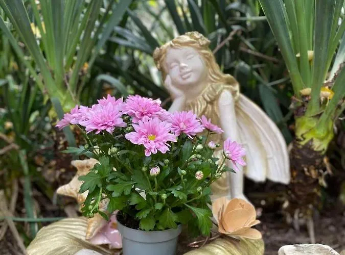 Jacky's House Cernomoreț